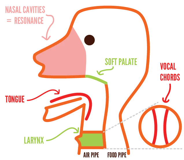 An overview of anatomy and the parts used for singing.